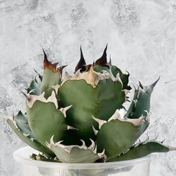 Amazon.co.jp: 4子株特選 アガベ チタノタ 姫厳竜 強棘 短葉 厚葉 極上